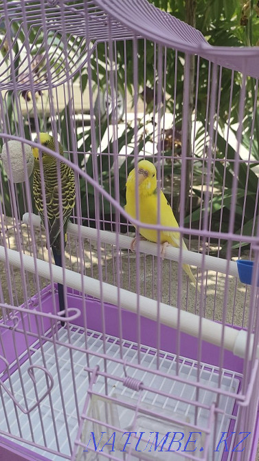 Продам попугаев вместе с клеткой Алматы - изображение 1