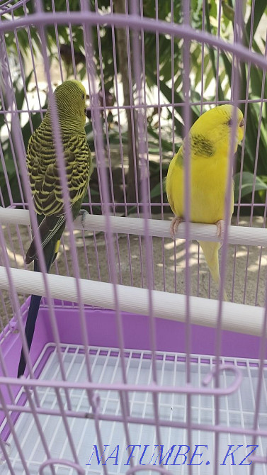 Продам попугаев вместе с клеткой Алматы - изображение 2