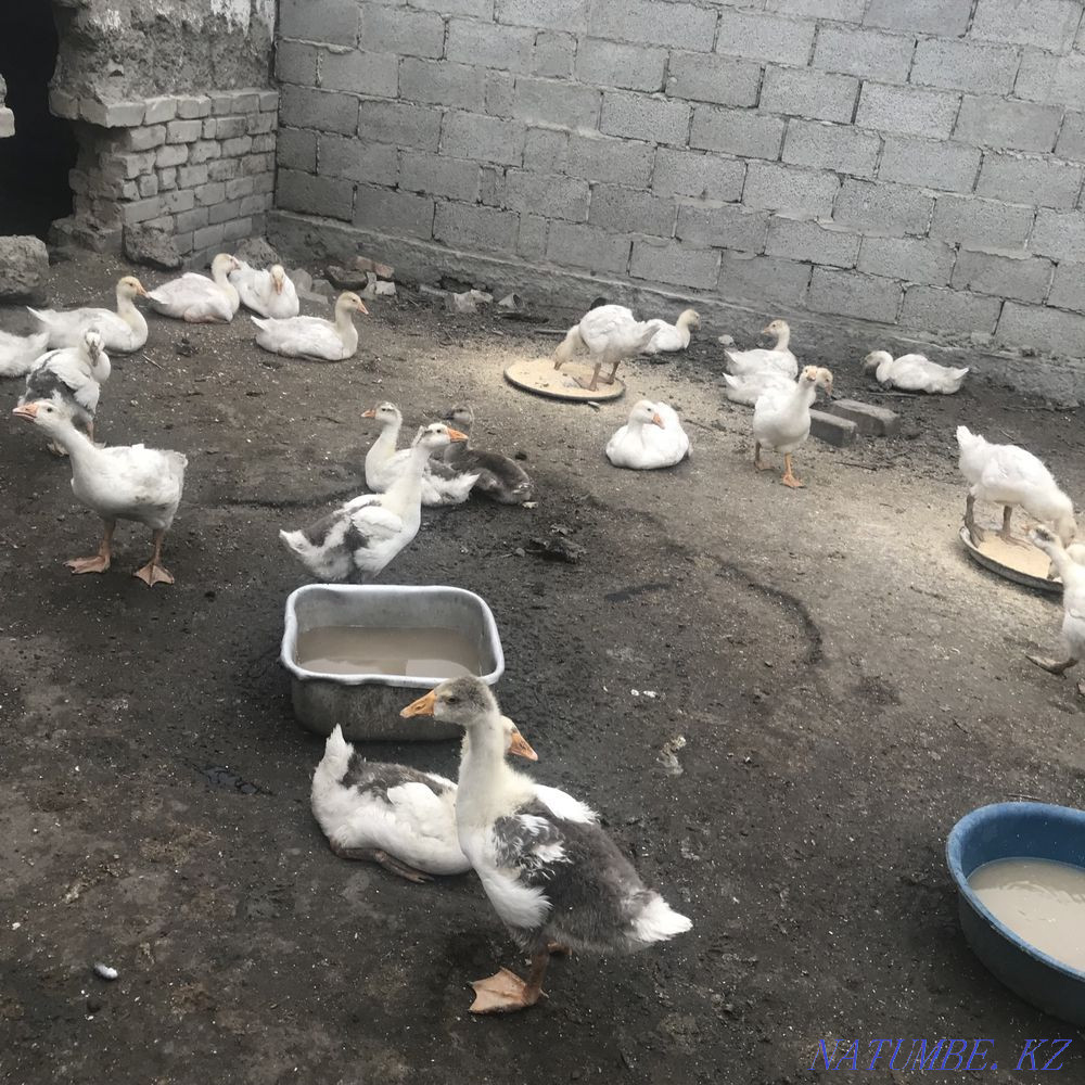 I will sell geese Ush-Tyube - photo 1