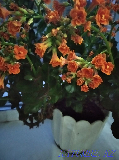 Каланхоэ Декоративный. Сарань - изображение 1