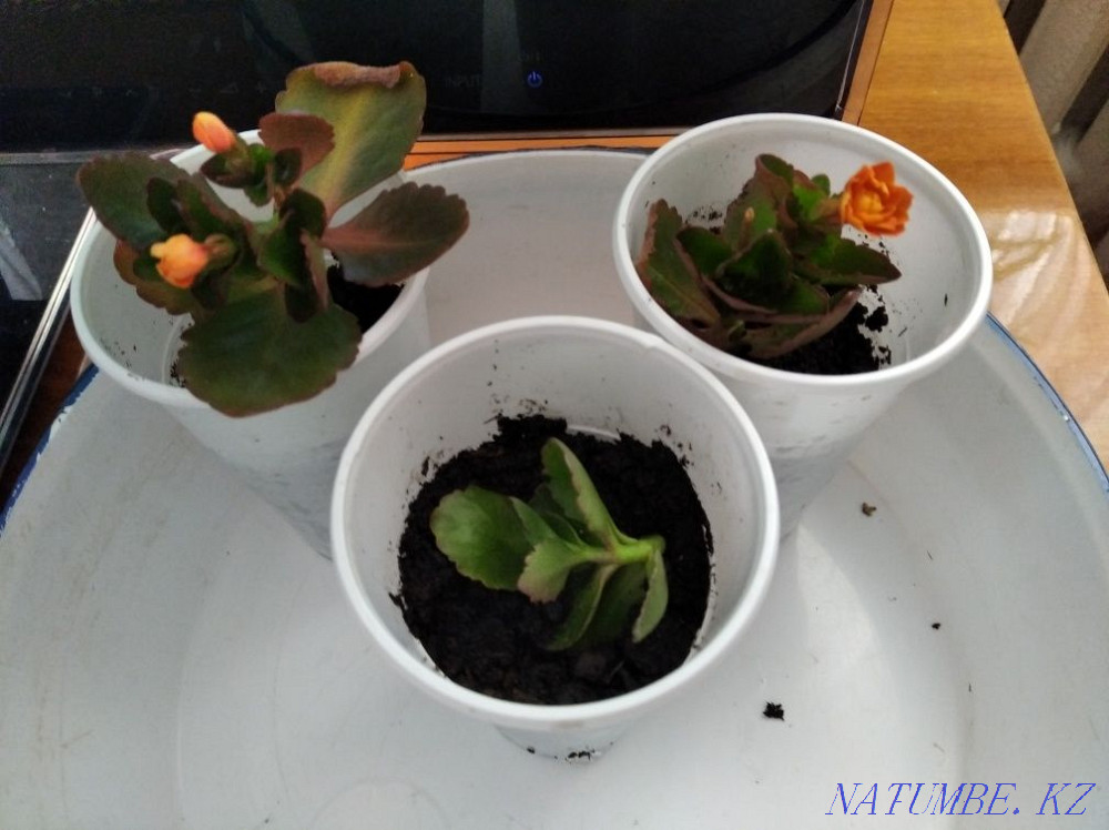 Каланхоэ Декоративный. Сарань - изображение 2