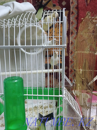 We sell male and female canaries. Almaty - photo 2