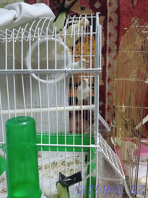 We sell male and female canaries. Almaty - photo 2