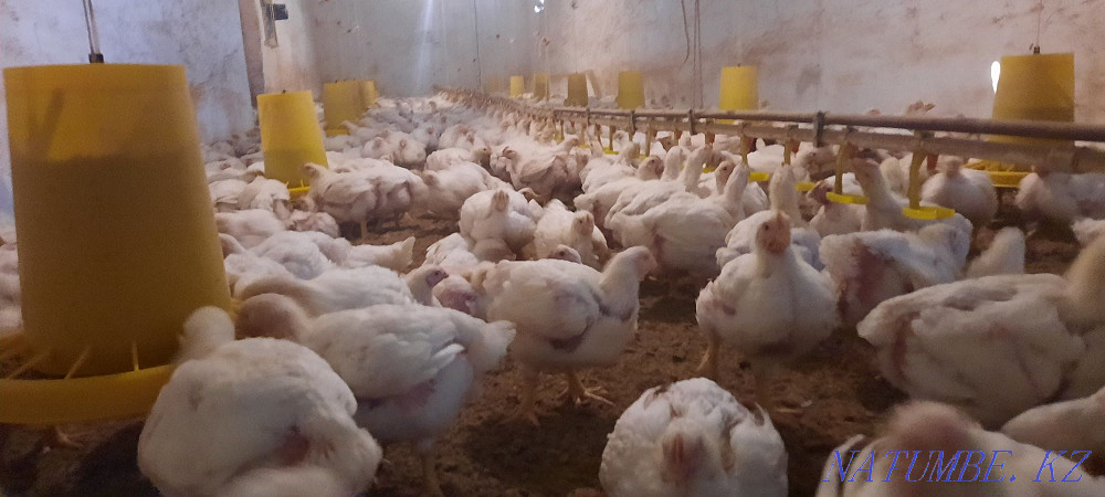 Бройлер росс 308 Шымкент Шымкент - изображение 7