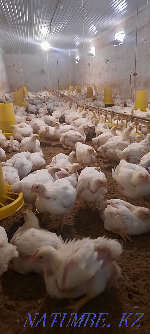 Бройлер росс 308 Шымкент Шымкент - изображение 3