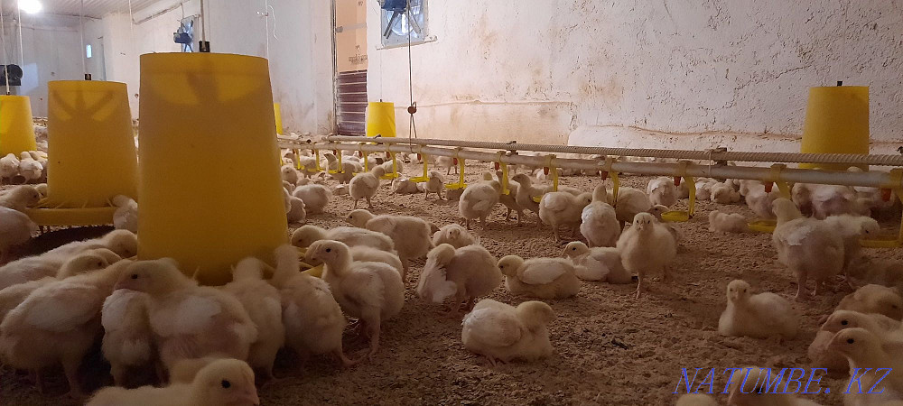 Бройлер росс 308 Шымкент Шымкент - изображение 5