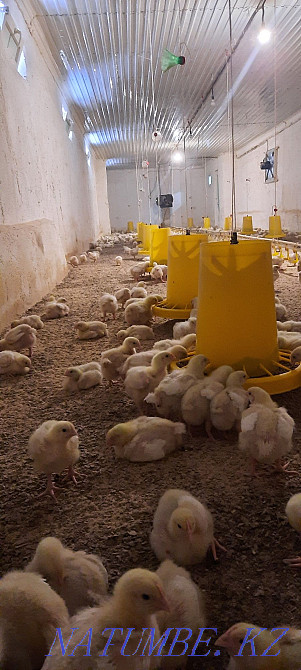 Бройлер росс 308 Шымкент Шымкент - изображение 6