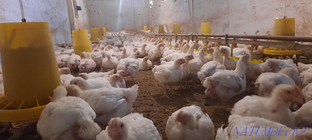 Бройлер росс 308 Шымкент Шымкент - изображение 4