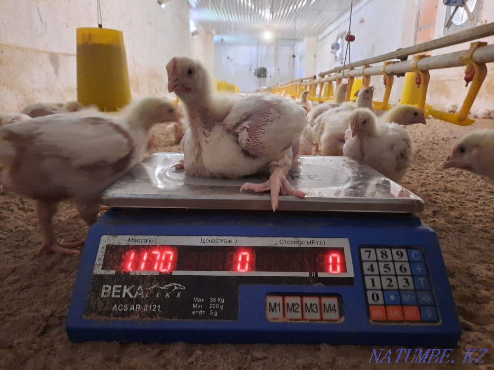 Бройлер росс 308 Шымкент Шымкент - изображение 2
