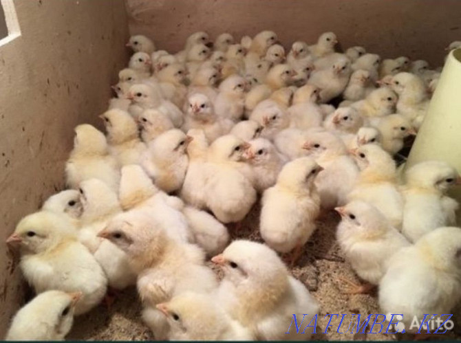 Broiler chicken Ros 308 Almaty - photo 4