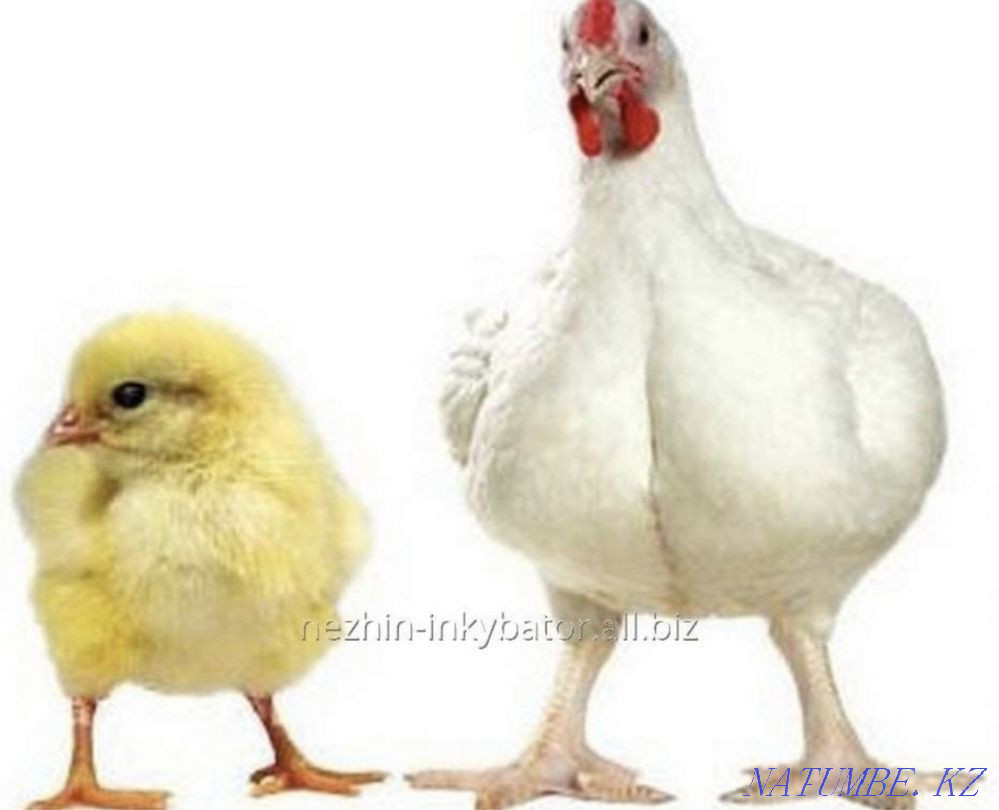 Цыплята бройлер Рос 308 Алматы - изображение 2