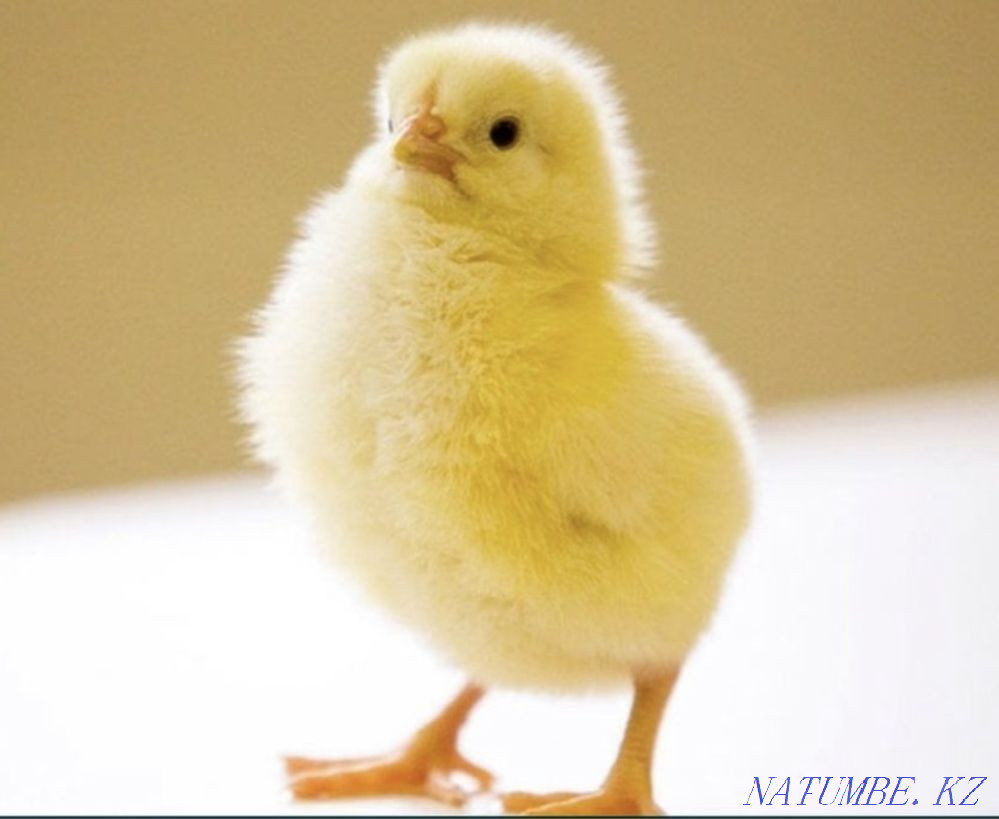 Цыплята бройлер Рос 308 Алматы - изображение 1