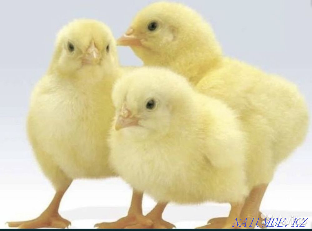 Цыплята бройлер Рос 308 Алматы - изображение 3
