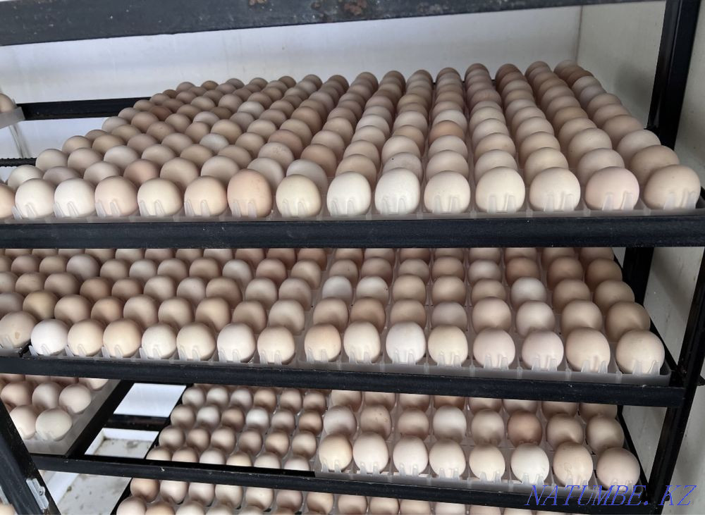 Цыплята бройлер Рос 308 Алматы - изображение 5