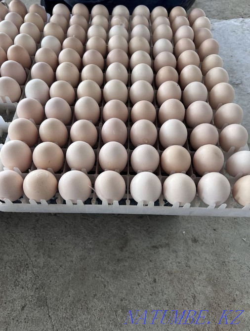 Цыплята бройлер Рос 308 Алматы - изображение 7