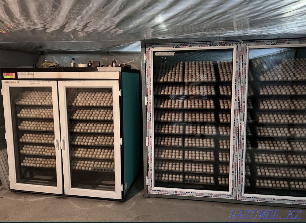 Цыплята бройлер Рос 308 Алматы - изображение 6