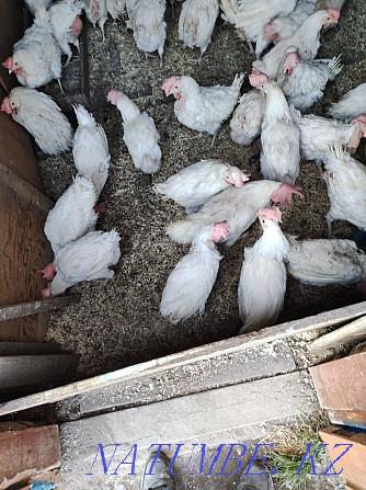 Sell beautiful laying hens Pavlodar - photo 1