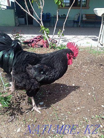 hatching eggs... Taraz - photo 2