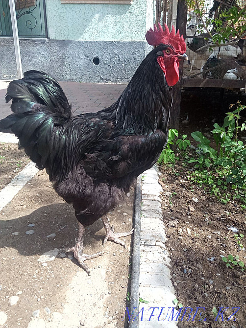 Инкубационные яйца... Тараз - изображение 1