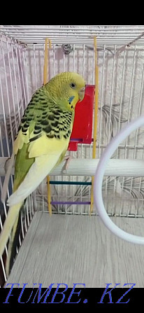 Urgent sale budgerigar Zhezqazghan - photo 1