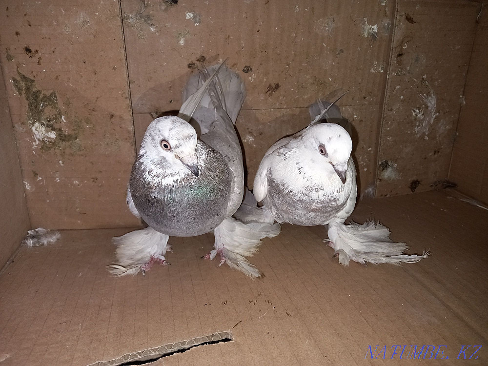 Кептерлер сатылады  - изображение 2