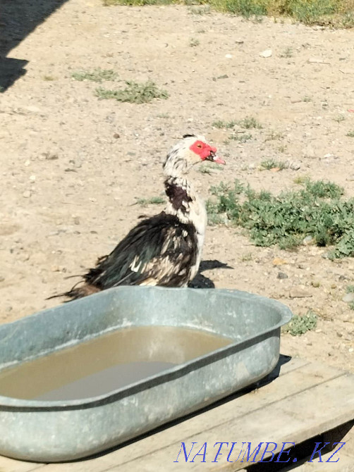 Индоутки и Фаворит готовые ручные годовалый Аксай - изображение 2