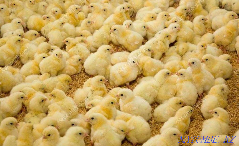 Бройлер Кобб 500 Тараз - изображение 1