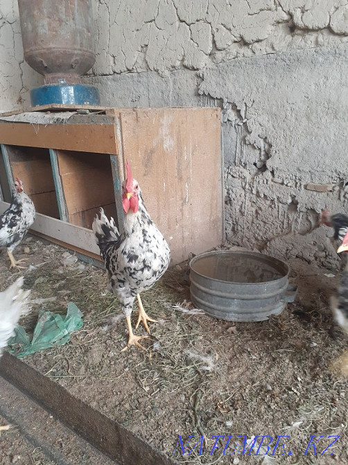 Leghorn Dalmatian Turkestan - photo 5