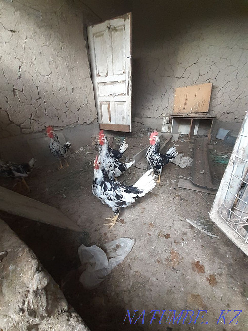 Leghorn Dalmatian Turkestan - photo 3