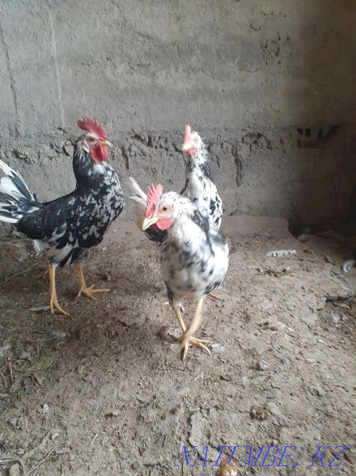 Leghorn Dalmatian Turkestan - photo 2