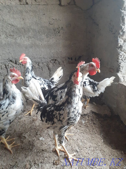 Leghorn Dalmatian Turkestan - photo 4