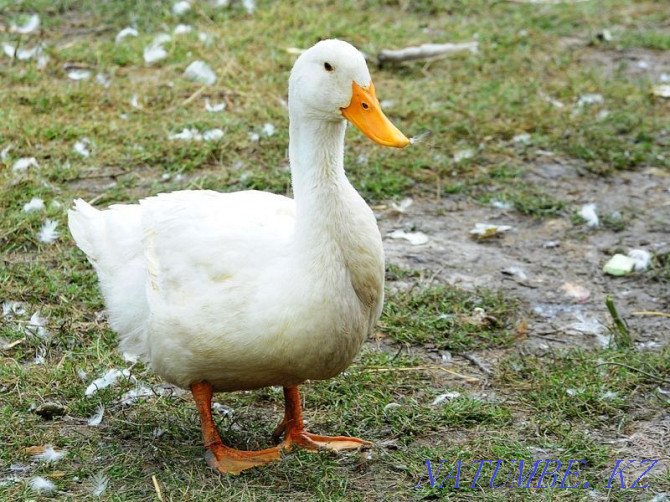 I will sell Ducklings (broilers) Semey - photo 1