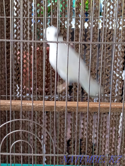 Sell kenor singing  - photo 5