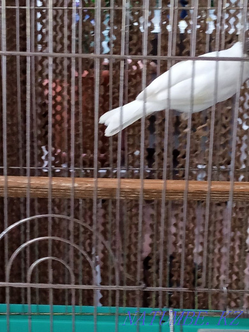 Sell kenor singing  - photo 4