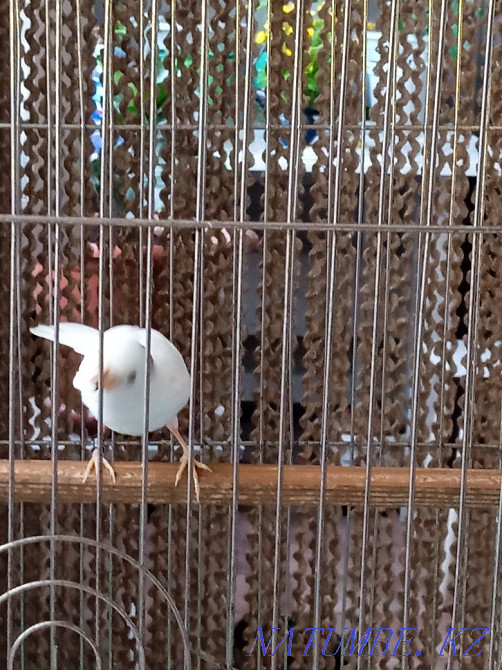 Sell kenor singing  - photo 3