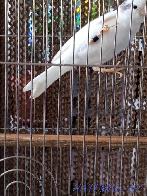 Sell kenor singing  - photo 2