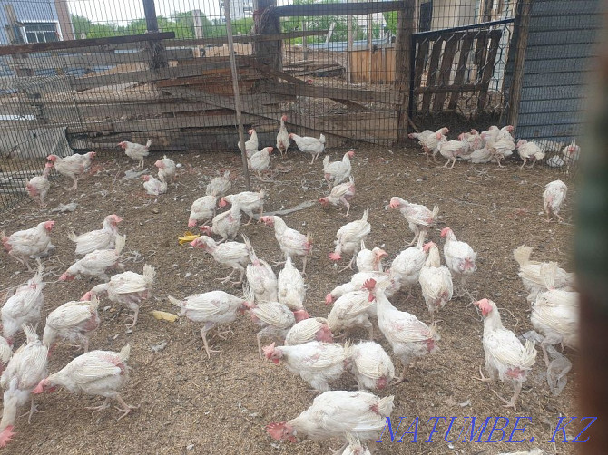 Chickens for sale!! Чапаево - photo 1