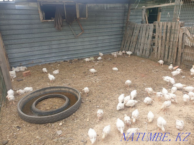 Chickens for sale!! Чапаево - photo 2