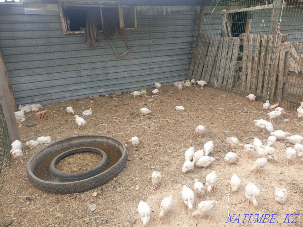 Chickens for sale!! Чапаево - photo 2