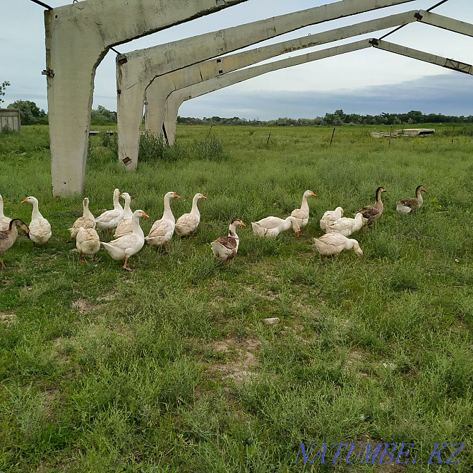 One year old geese...  - photo 2