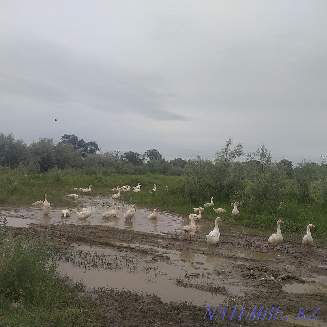 One year old geese...  - photo 6