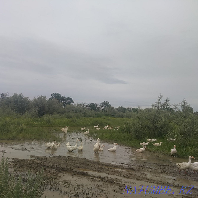 One year old geese...  - photo 5