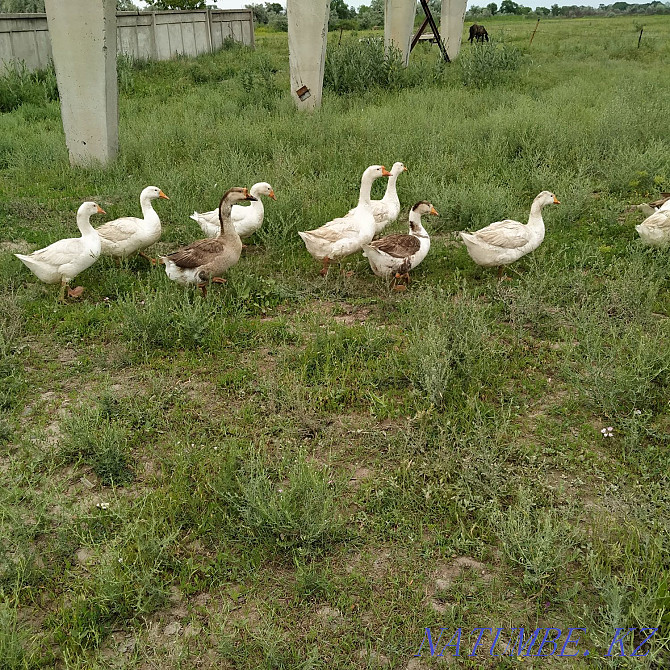 One year old geese...  - photo 1