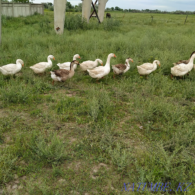 One year old geese...  - photo 4