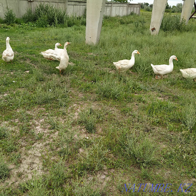 One year old geese...  - photo 3