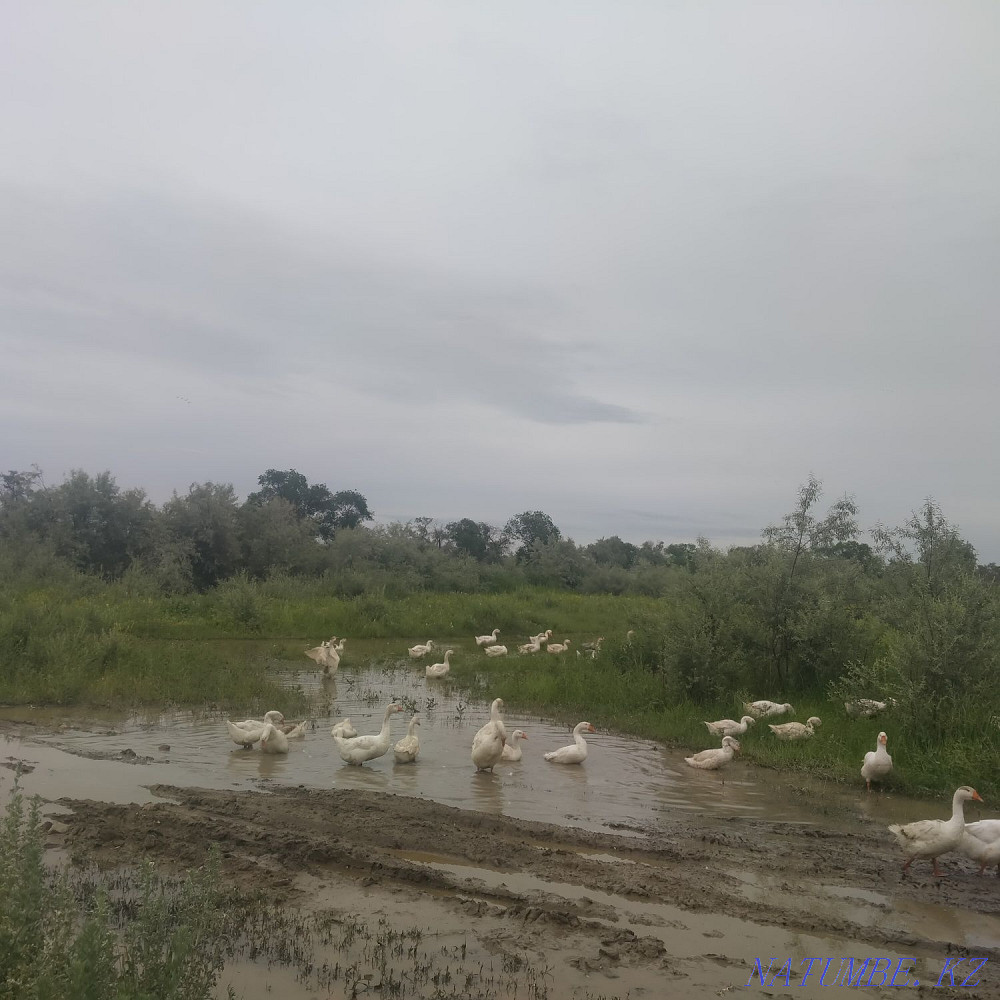 Бір жасар қаздар...  - изображение 5