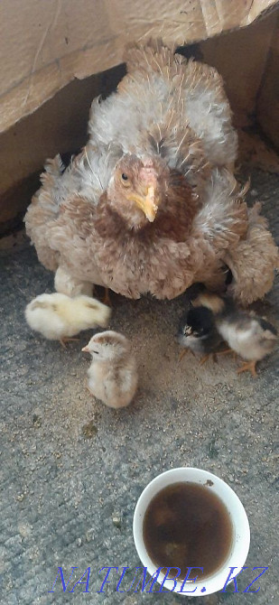 Квочка курица цыплатами Алматы - изображение 1