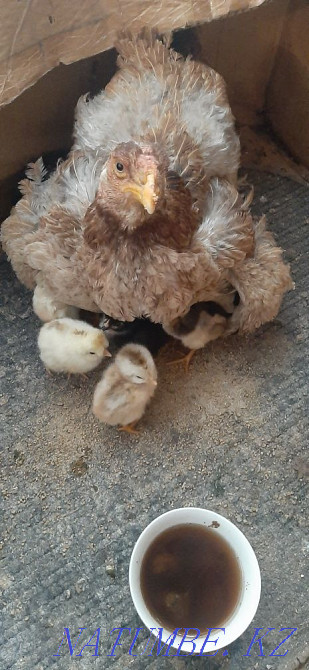 Квочка курица цыплатами Алматы - изображение 2