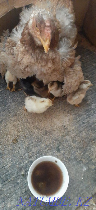 Квочка курица цыплатами Алматы - изображение 3
