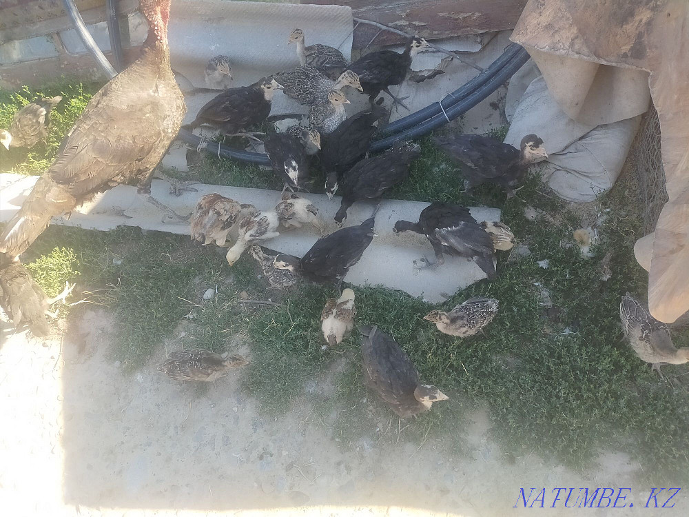 Курке шоже Дакан шожелер  - изображение 1